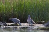 Gołąb grzywacz, grzywacz, Columba palumbus