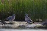 Gołąb grzywacz, grzywacz, Columba palumbus