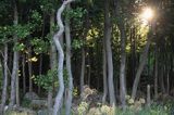 tajemniczy las na wyspie Hano, Szkiery Blekinge, Szwecja