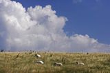 owce na pastwisku, wyspa Hiddensee, Mecklenburg-Vorpommern, Bałtyk, Niemcy
