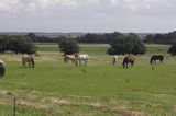 konie na pastwisku na wyspie Hiddensee, Mecklenburg-Vorpommern, Niemcy