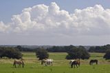 konie na pastwisku na wyspie Hiddensee, Mecklenburg-Vorpommern, Niemcy