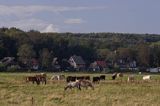 konie pasące się koło Kloster, wyspa Hiddensee, Mecklenburg-Vorpommern, Bałtyk, Niemcy