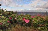 róża pomarszczona, Rosa rugosa, na wyspie Holmon, Szwecja, Zatoka Botnicka