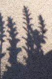 Honckenya peploides honkenia piaskowa) , cień na piasku