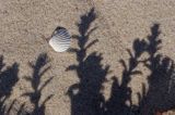 Honckenya peploides honkenia piaskowa) , cień na piasku i muszelka