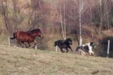 hucuł i kucyki hucul pony and ponies
