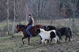 hucuł i kucyki hucul pony and ponies
