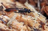 Ichneumon bucculentus, gąsienicznik