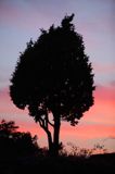 Jałowiec pospolity, Juniperus communis, Zatoka Paradisbukta na wyspie Haoya, Håøya, Południowa Norwegia, Skagerrak