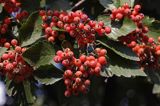 jarząb szwedzki Sorbus intermedia liście i owoce