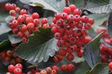 jarząb szwedzki Sorbus intermedia liście i owoce