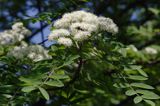 jarzębina - jarząb pospolity Sorbus aucuparia, liście i kwiaty