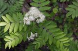 jarzębina - jarząb pospolity Sorbus aucuparia, liście i kwiaty