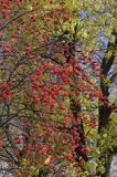 jarzębina - jarząb pospolity Sorbus aucuparia, owoce