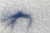 Cień w kształcie jaskółki na śniegu