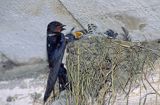 jaskółki dymówki gniazdo Hirundo rustica)