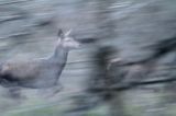 jeleń szlachetny, europejski, Cervus elaphus elaphus jeleń karpacki, bieszczadzki, w ruchu © Agnieszka & Włodek Bilińscy, łania, łanie