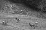 jeleń szlachetny, europejski, Cervus elaphus elaphus jeleń karpacki,Bieszczady