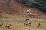 jeleń szlachetny, europejski, Cervus elaphus elaphus jeleń karpacki,Bieszczady