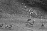 jeleń szlachetny, europejski, Cervus elaphus elaphus jeleń karpacki,Bieszczady