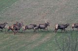 jeleń szlachetny, europejski, Cervus elaphus elaphus jeleń karpacki,Bieszczady