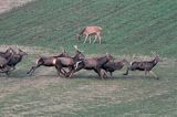 jeleń szlachetny, europejski, Cervus elaphus elaphus jeleń karpacki,Bieszczady