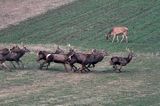 jeleń szlachetny, europejski, Cervus elaphus elaphus jeleń karpacki,Bieszczady