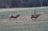 jeleń szlachetny, europejski, Cervus elaphus elaphus jeleń karpacki,Bieszczady