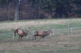 jeleń szlachetny, europejski, Cervus elaphus elaphus jeleń karpacki,Bieszczady