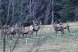 jeleń szlachetny, europejski, Cervus elaphus elaphus jeleń karpacki,Bieszczady