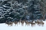 łanie, jeleń szlachetny, europejski, Cervus elaphus elaphus jeleń karpacki