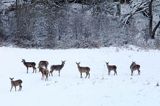 łanie, jeleń szlachetny, europejski, Cervus elaphus elaphus jeleń karpacki