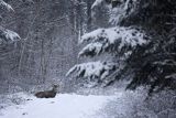  jeleń szlachetny, europejski, Cervus elaphus elaphus
jeleń karpacki, samiec śpiący na drodze leśnej