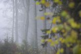 Buk, jesienny las we mgle, Besida, Góry Sanocko-Turczańskie