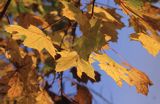 liście jesień, Klon zwyczajny, klon pospolity Acer platanoides L.)