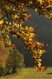 Jesień w Dolinie żłobka, Bieszczady, Góry Sanocko Turczańskie