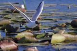 mewa śmieszka, Chroicocephalus ridibundus, syn. Larus ridibundus, Black-headed gull, na jeziorze Drużno