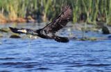 Kormoran czarny, Phalacrocorax carbo na jeziorze Drużno