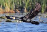 Kormoran czarny, Phalacrocorax carbo na jeziorze Drużno