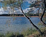 Jezioro Ostrowite w Borach Tucholskich, brzozy chylące się w stronę tafli jeziora, Park Narodowy Bory Tucholskie