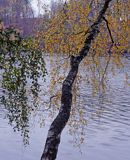 Jesienna brzoza chyląca się nad taflą jeziora pierzchalskiego na Warmii