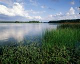 Jezioro Wdzydze, Wdzydzki Park Krajobrazowy, rdest ziemnowodny, Persicaria amphibia