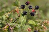 owoce jeżyn, Rubus