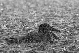 Kaczka krzyżówka w deszczu, Anas platyrhynchos