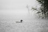 Kaczka krzyżówka w deszczu, Anas platyryhnchos