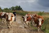 Kalwaria Pacławska, krowy na drodze, Pogórze Przemyskie