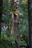 Stare drzewo w lesie, Puszcza Karpacka