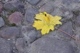 Kazimierz Dolny nad Wisłą, żółty jesienny liść na bruku