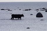 wyspa Kihnu, krowa w morzu, Estonia Kihnu Island, Estonia